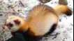 Steppe ferret